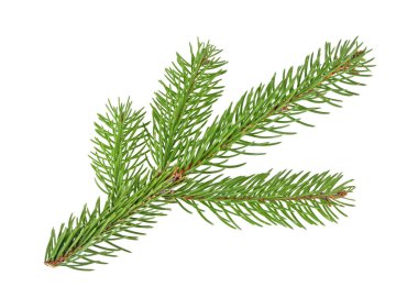 Beyaz bir arka plan üzerinde izole köknar ağacı dalı