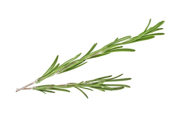 Rosemary em um fundo branco, close-up — Fotografia de Stock