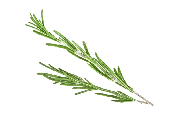 Rosemary em um fundo branco, close-up — Fotografia de Stock