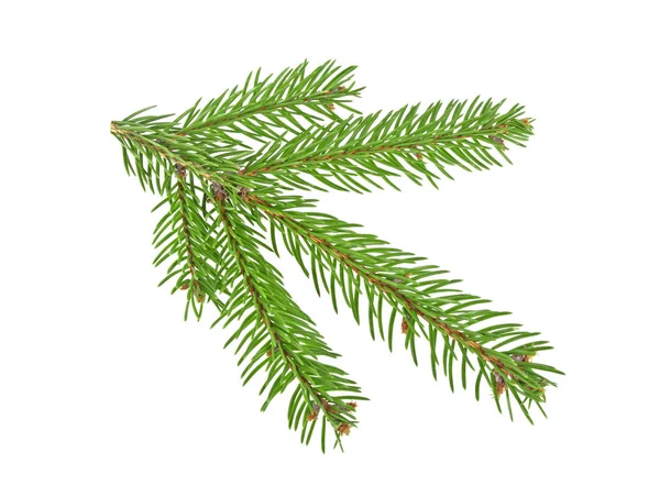 Beyaz bir arka plan üzerinde izole köknar ağacı dalı