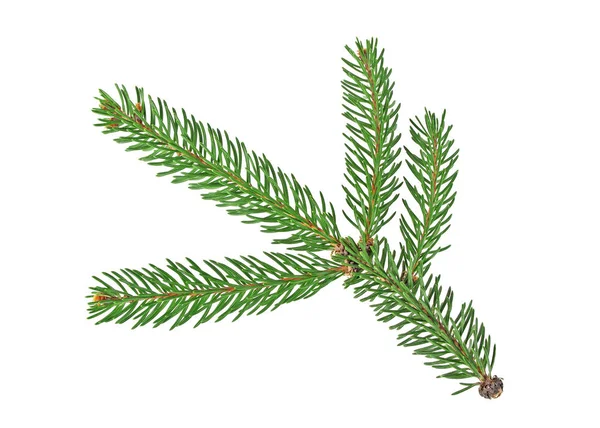 Beyaz bir arka plan üzerinde izole köknar ağacı dalı