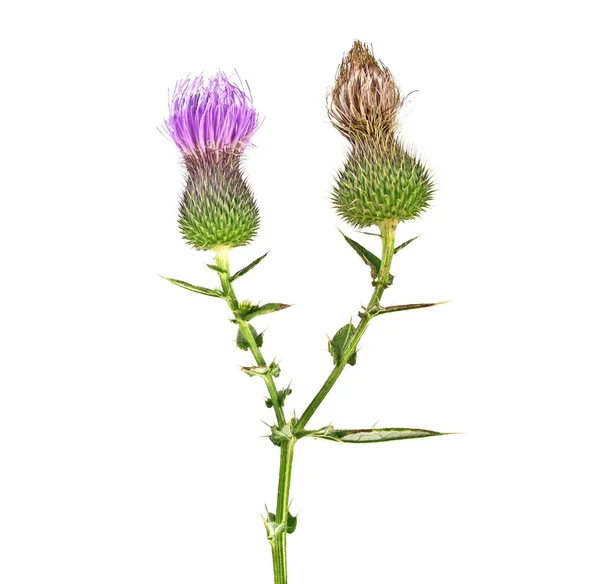 Milk Thistle plant (Silybum marianum) herbal remedy. Scotch this — Stock Photo, Image