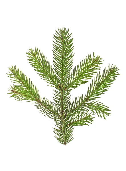 Fir tree branch isolated on a white background — Stock Photo, Image