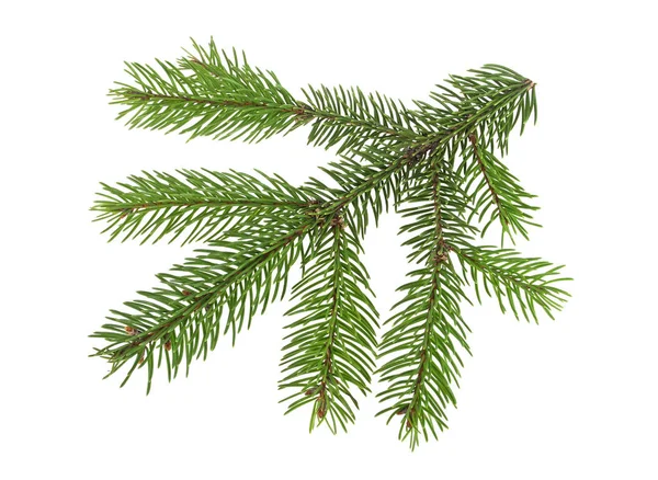 Beyaz bir arka plan üzerinde izole köknar ağacı dalı