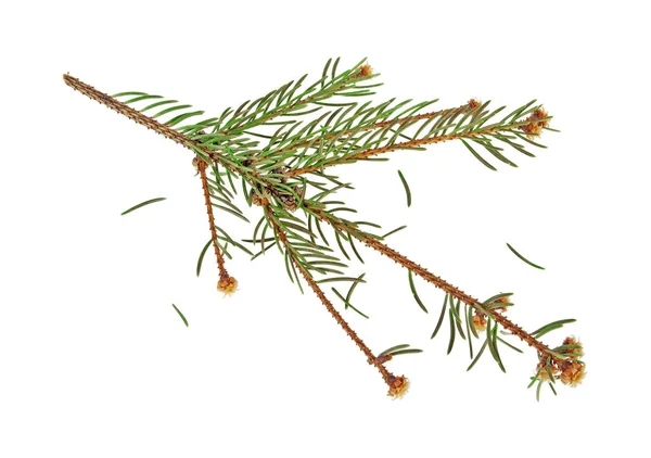 Dried out fir branch after christmas isolated over white backgro — Stock Photo, Image