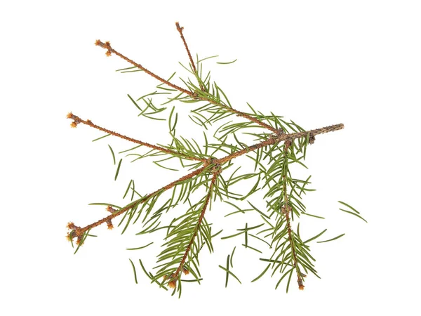 Vysušené větve jedle po vánoční izolované nad bílé backgro — Stock fotografie