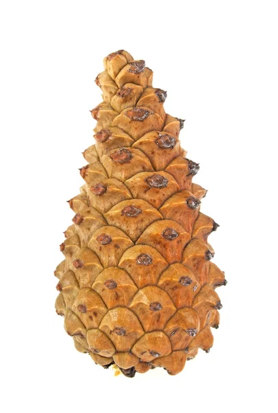 Bonito cone de pinho isolado em um fundo branco — Fotografia de Stock
