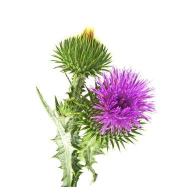 Süt Thistle bitki (Silybum marianum) bitkisel ilaç. Bu viski