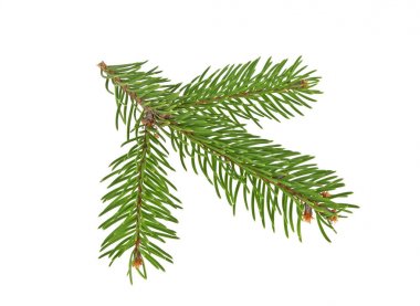 Beyaz bir arka plan üzerinde izole köknar ağacı dalı