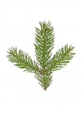 Beyaz bir arka plan üzerinde izole köknar ağacı dalı