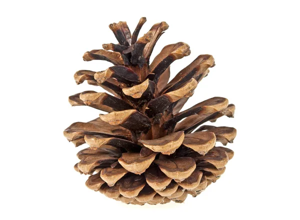 Kahverengi kozalak beyaz arkaplanda izole