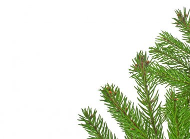 Beyaz arkaplanda izole edilmiş Noel yeşili çerçeve