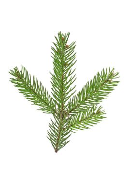 Beyaz bir arka plan üzerinde izole köknar ağacı dalı