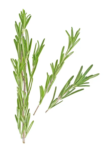 Rosemary isolado no fundo branco, close-up — Fotografia de Stock