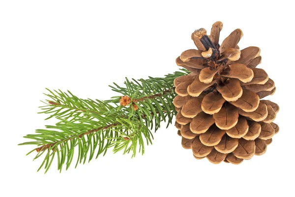 Pine cone with branch on a white background Stock Photo