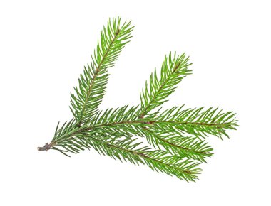 Beyaz bir arka plan üzerinde izole köknar ağacı dalı