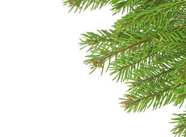 Noel ağacının dalları beyazın üzerinde