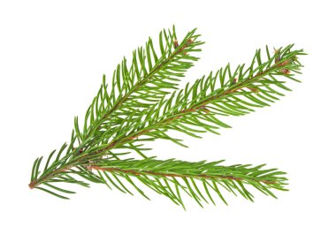 Beyaz bir arka plan üzerinde izole köknar ağacı dalı