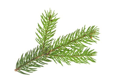 Beyaz bir arka plan üzerinde izole köknar ağacı dalı