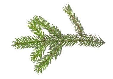 Beyaz bir arka plan üzerinde izole köknar ağacı dalı