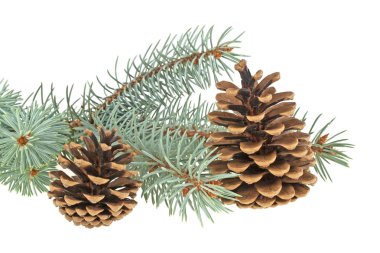 Mavi ladin dal koniler, beyaz arka plan üzerinde izole ile