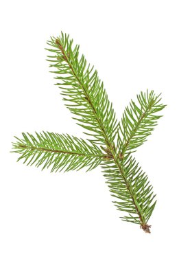 Beyaz bir arka plan üzerinde izole köknar ağacı dalı