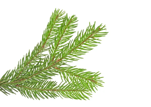 Fir tree branch isolated on a white background — Stock Photo, Image