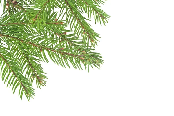 Rami di albero di Natale bordo sopra bianco — Foto Stock