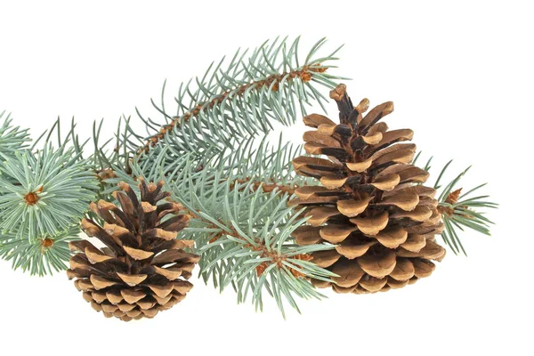 Blue spruce twig with cones, isolated on white background — Stock Photo, Image