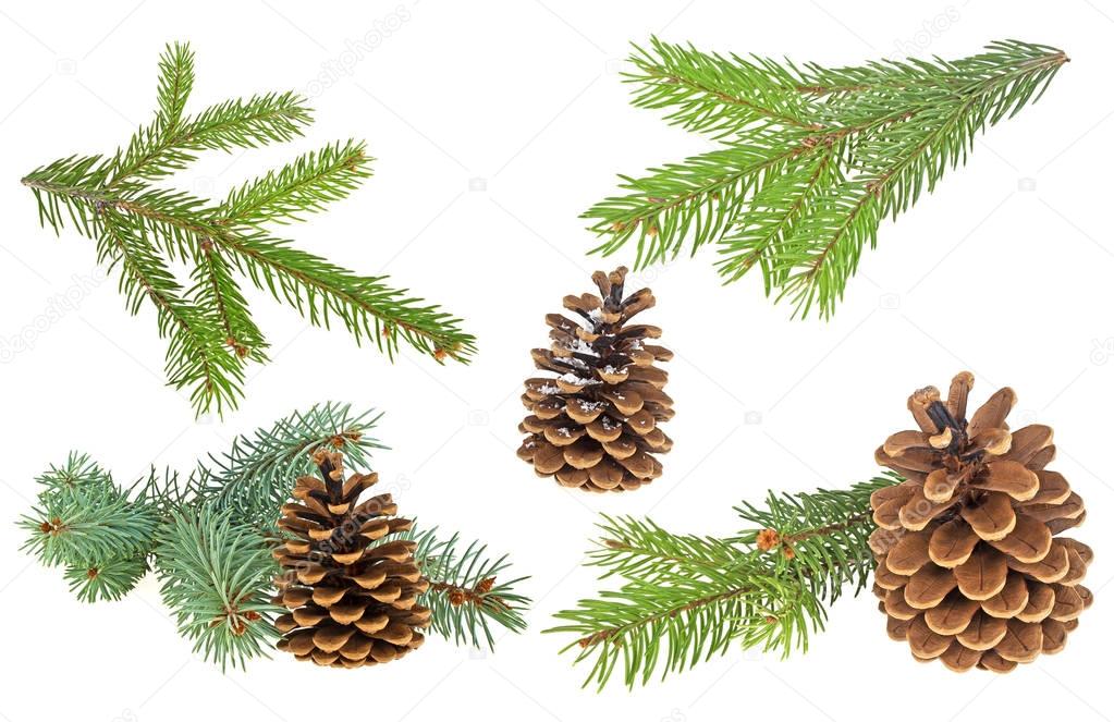 Set of fir tree branches and cones isolated on a white backgroun