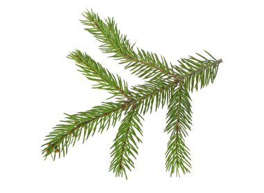 Beyaz bir arka plan üzerinde izole köknar ağacı dalı