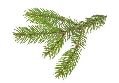 Beyaz bir arka plan üzerinde izole köknar ağacı dalı