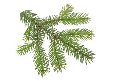 Beyaz bir arka plan üzerinde izole köknar ağacı dalı