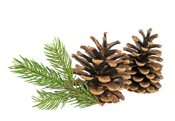 Pine cones and fir tree branch on a white background — Stock Photo, Image