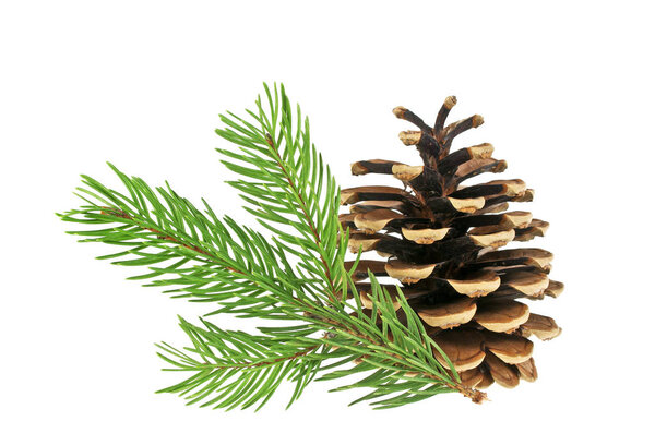 Pine cone and fir tree branch on a white background