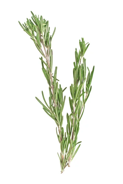 Fresh green sprig of rosemary isolated on a white background — Stock Photo, Image