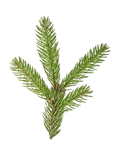 Fir tree branch isolated on a white background — Stock Photo, Image