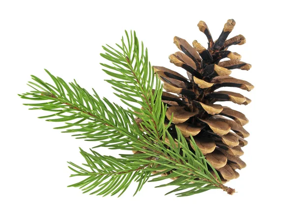 Pine cone and fir tree branch on a white background — Stock Photo, Image