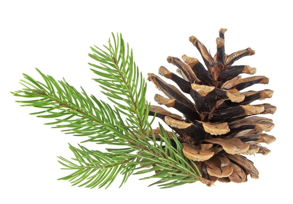 Pine cone en Spar boomtak op een witte achtergrond Stockfoto