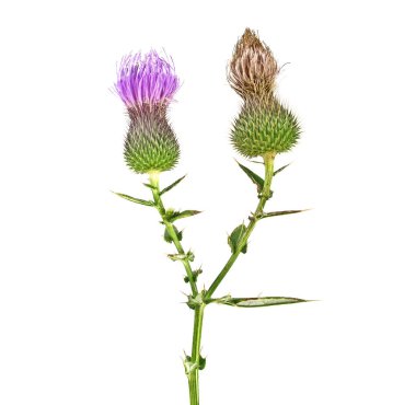 Süt Thistle bitki (Silybum marianum) bitkisel ilaç. Bu viski