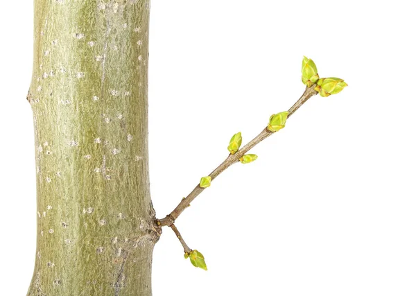 Close up de galho de árvore jovem em um fundo branco — Fotografia de Stock