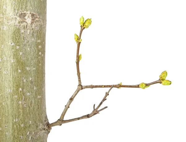 Close up of young tree branch on a white background — Stock Photo, Image