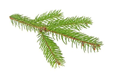 Beyaz bir arka plan üzerinde izole köknar ağacı dalı