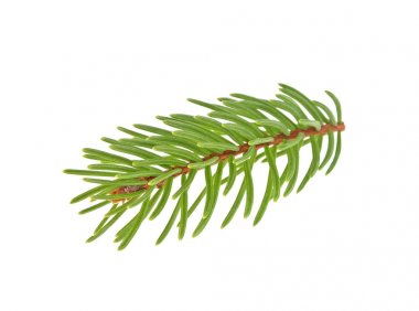 Beyaz arka plan üzerinde izole Closeup köknar ağacı dalı