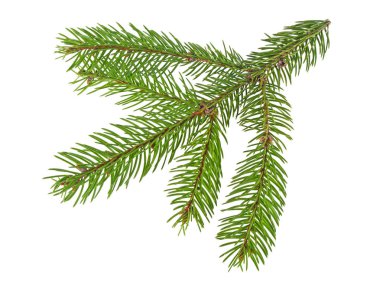 Beyaz bir arka plan üzerinde izole köknar ağacı dalı