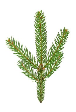 Beyaz bir arka plan üzerinde izole köknar ağacı dalı