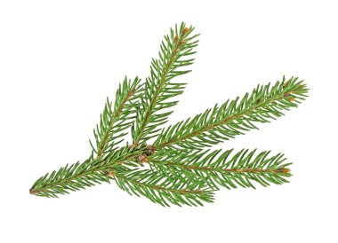 Beyaz bir arka plan üzerinde izole köknar ağacı dalı