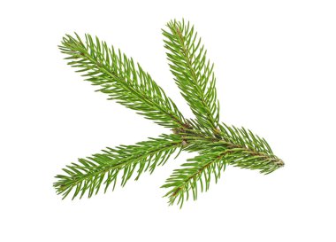 Beyaz bir arka plan üzerinde izole köknar ağacı dalı