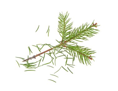 Noel üzerinde beyaz backgro izole sonra köknar dalı kurutulmuş