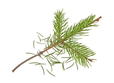 Noel üzerinde beyaz backgro izole sonra köknar dalı kurutulmuş